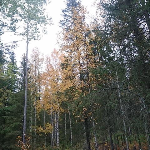 Blandskog med granar och höstgula björkar
