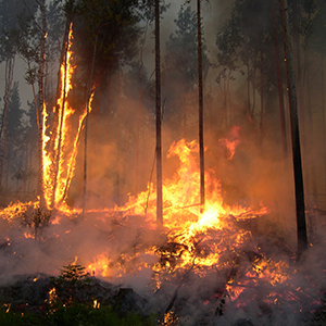 Bild på en skogsbrand
