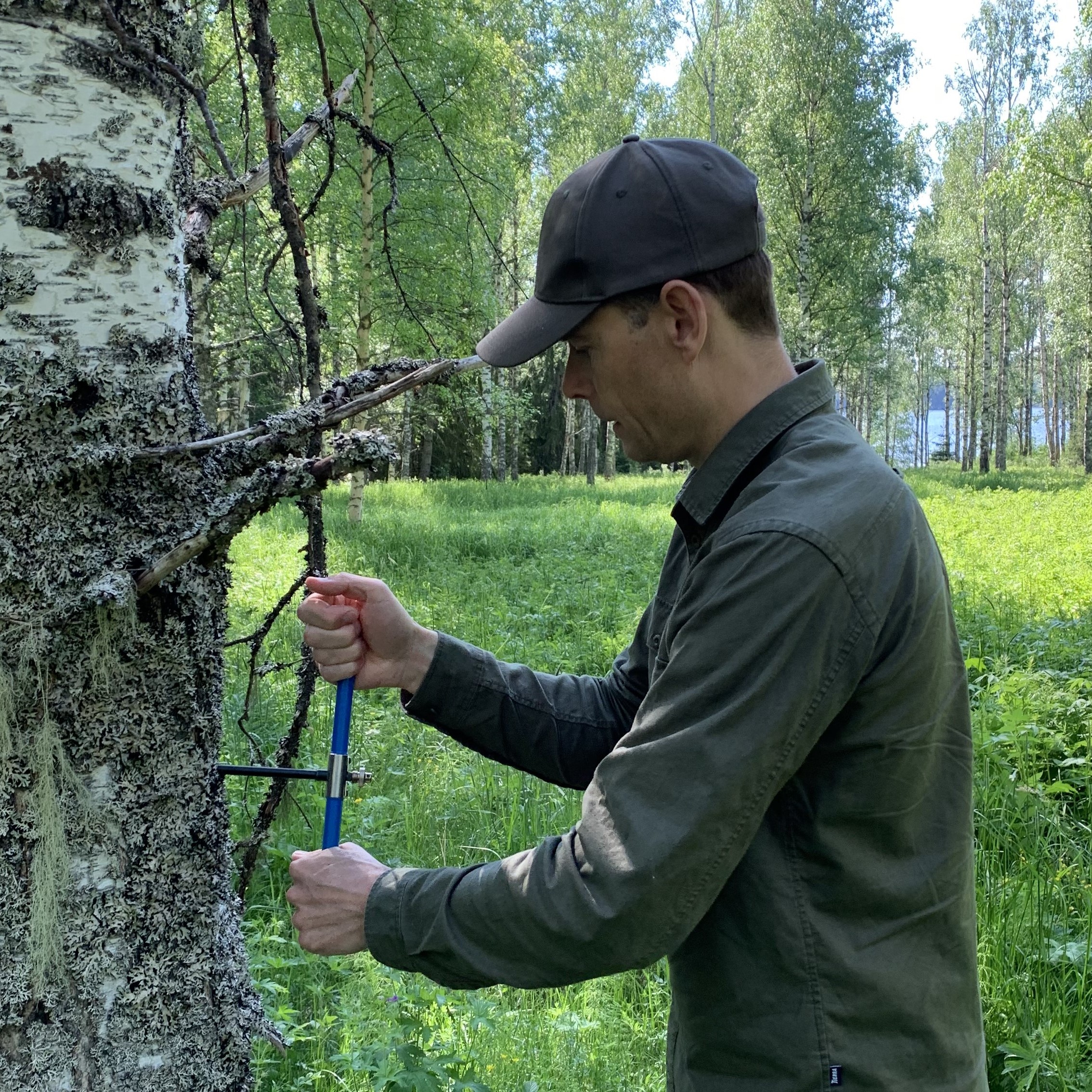 Provtagning på björk. Foto. 