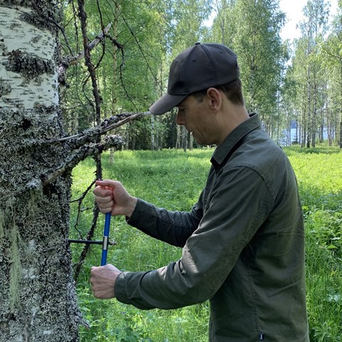 Provtagning på björk. Foto.