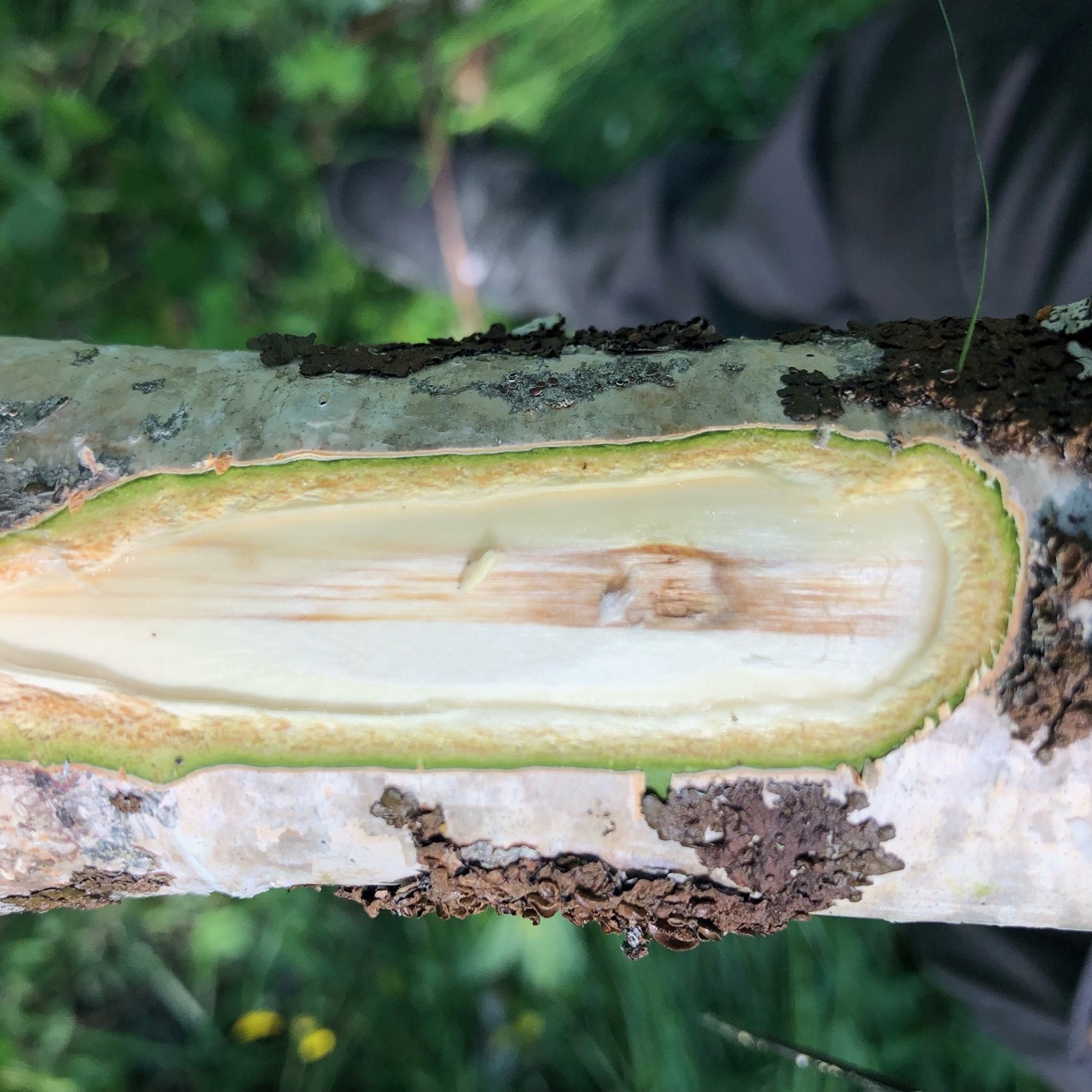 Skadad björk. Foto. 