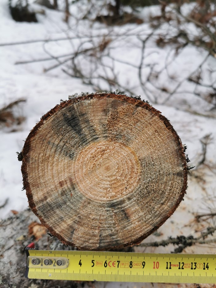 Blånadssvamp i träd. Foto. 