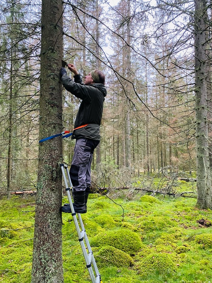 En person tar ett barkprov en bit upp på en gran. Foto. 