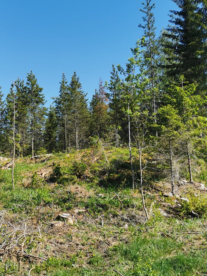 Plats för andra attack, träden redan avverkade. Foto. 