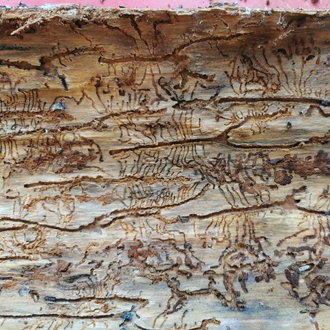 Gångar av granbarkborre. Foto.