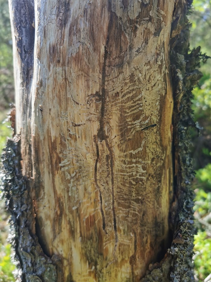 Gångar av granbarkborre. Foto. 