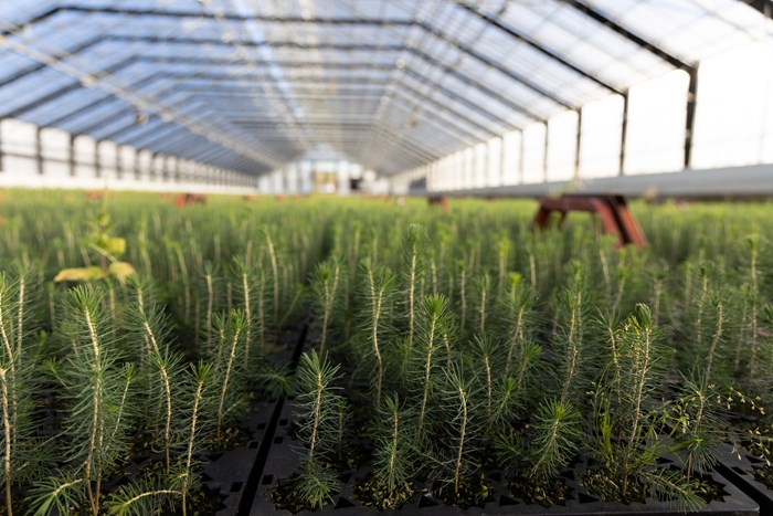 Plantor. Foto. 
