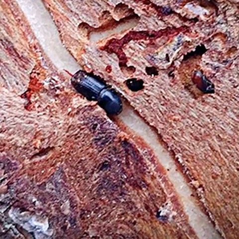 Granbarkborre i gång. Foto.