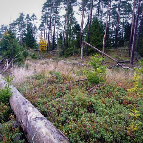 Storm damage in forest. Photo.