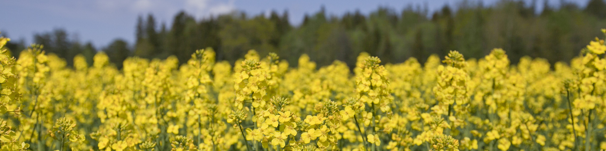 Raps (Brassica Napus).