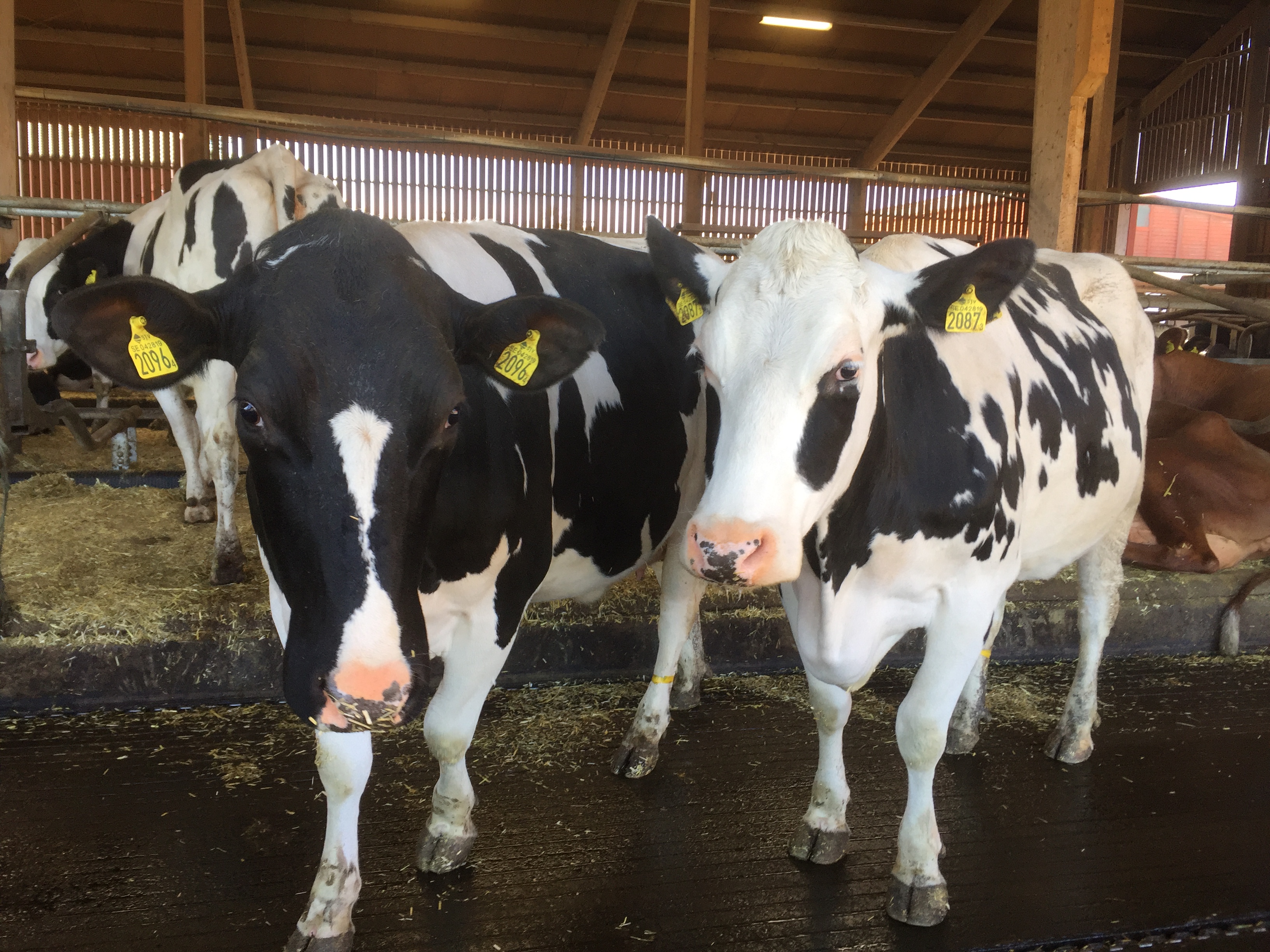 Svartvita kor i stall.