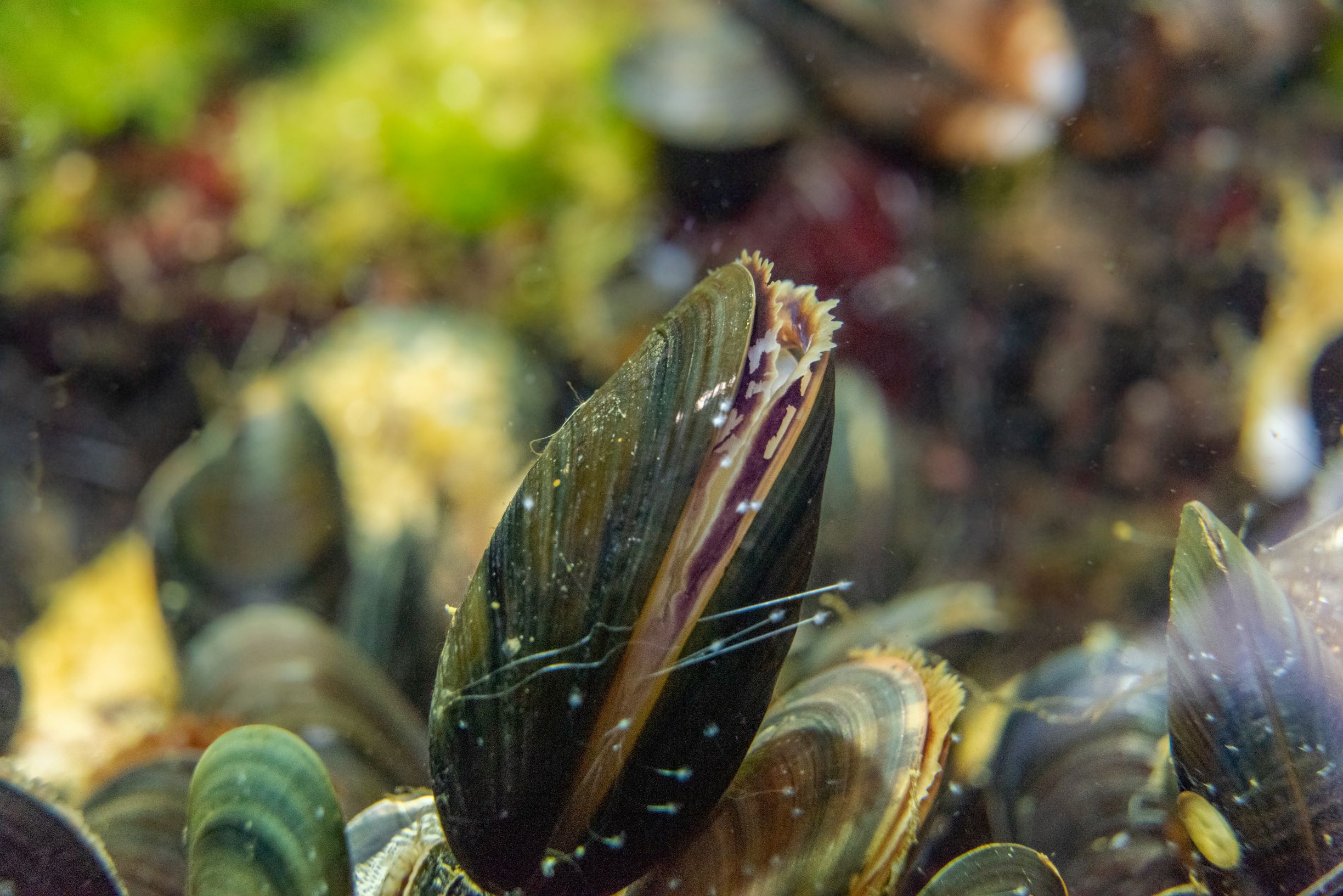 Blue mussel, Mytilus edulis, is one of the most common and most important animals in the Baltic Sea. Photo: SLU
