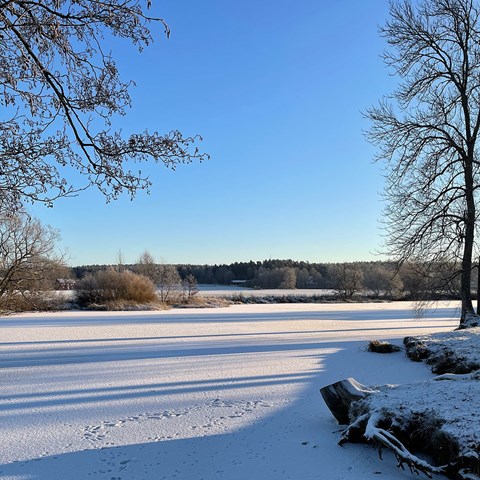Snow-covered lake, blue sky, and forest in the horizon. 