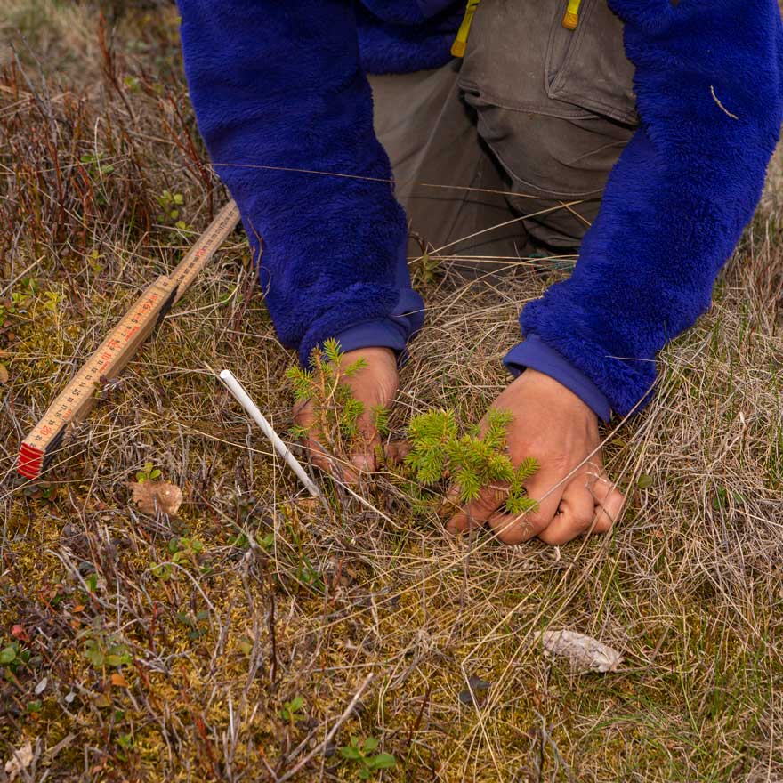 Hands measure a small spruce seedling.