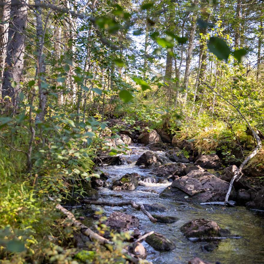 Vattendrag i skog.