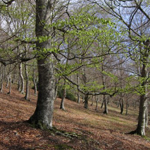 Forestry and Sustainable Development 