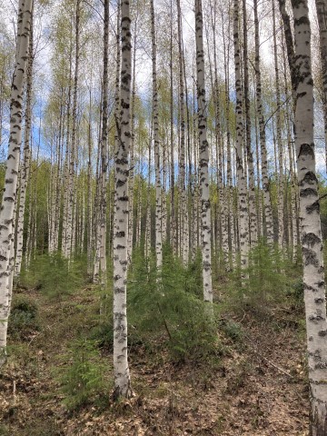 Birch Vindel