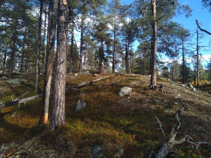 NordicVegetation2023