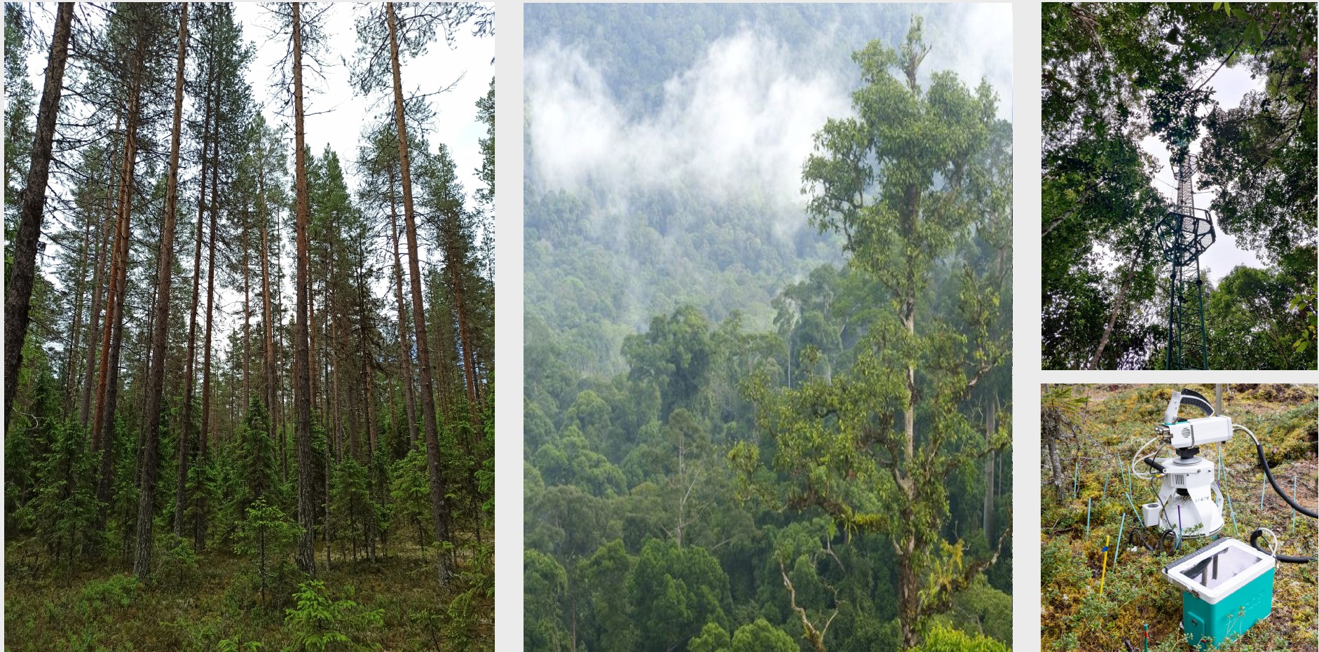 Ecophysiological concepts and applications in forests