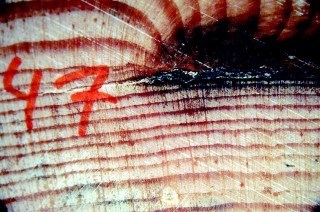 Årsringar avslöjar information om skogsbrand