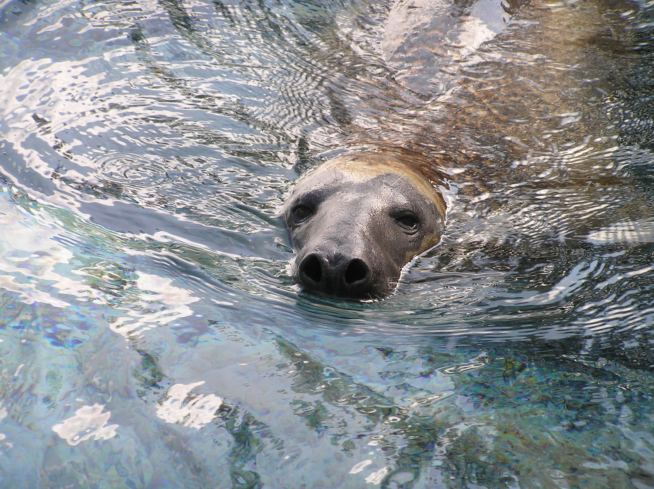 En gråsäl som kikar upp från vattnet