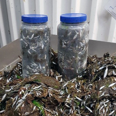 två plastburkar med blått lock som är fyllda med rensmassor