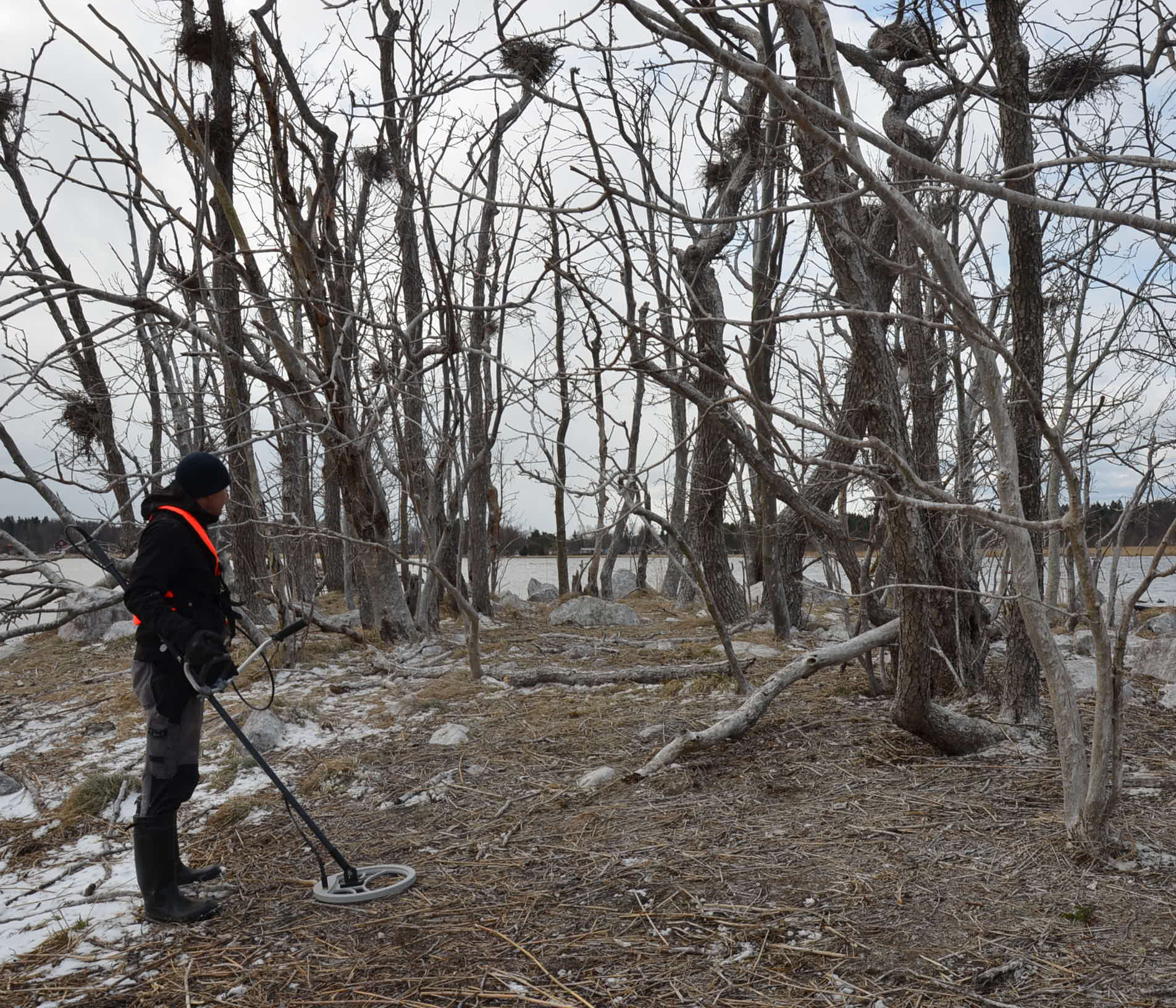 Man med handhållen skanner går under träd i en skarvkoloni