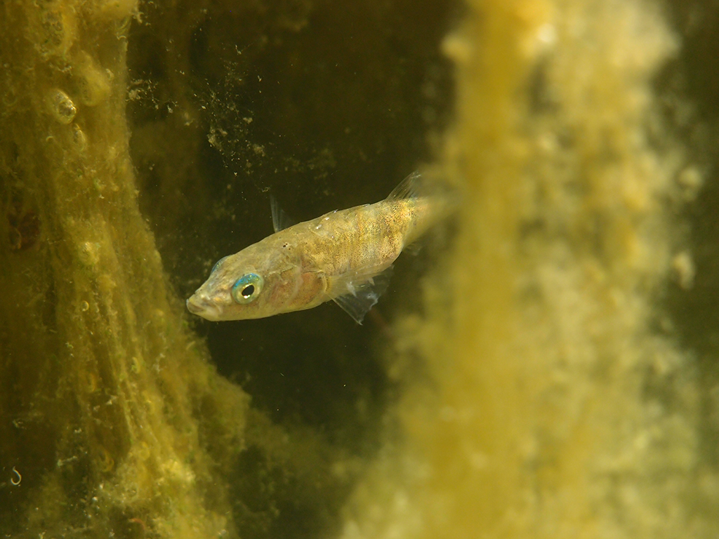 Spigg simmar mellan sjögräs