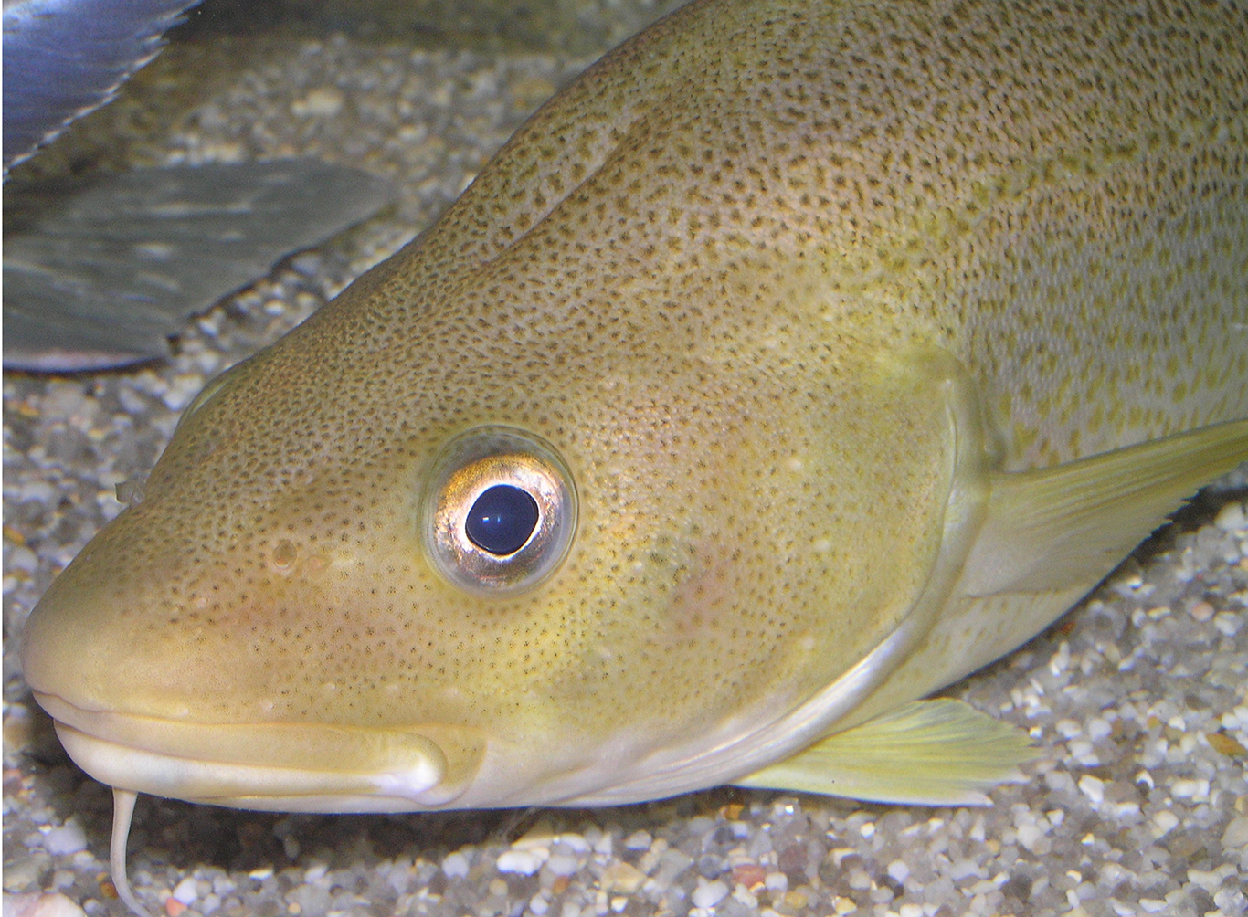 Torsk liggande på grusbotten