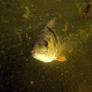 abborre i grumligt vatten. foto.