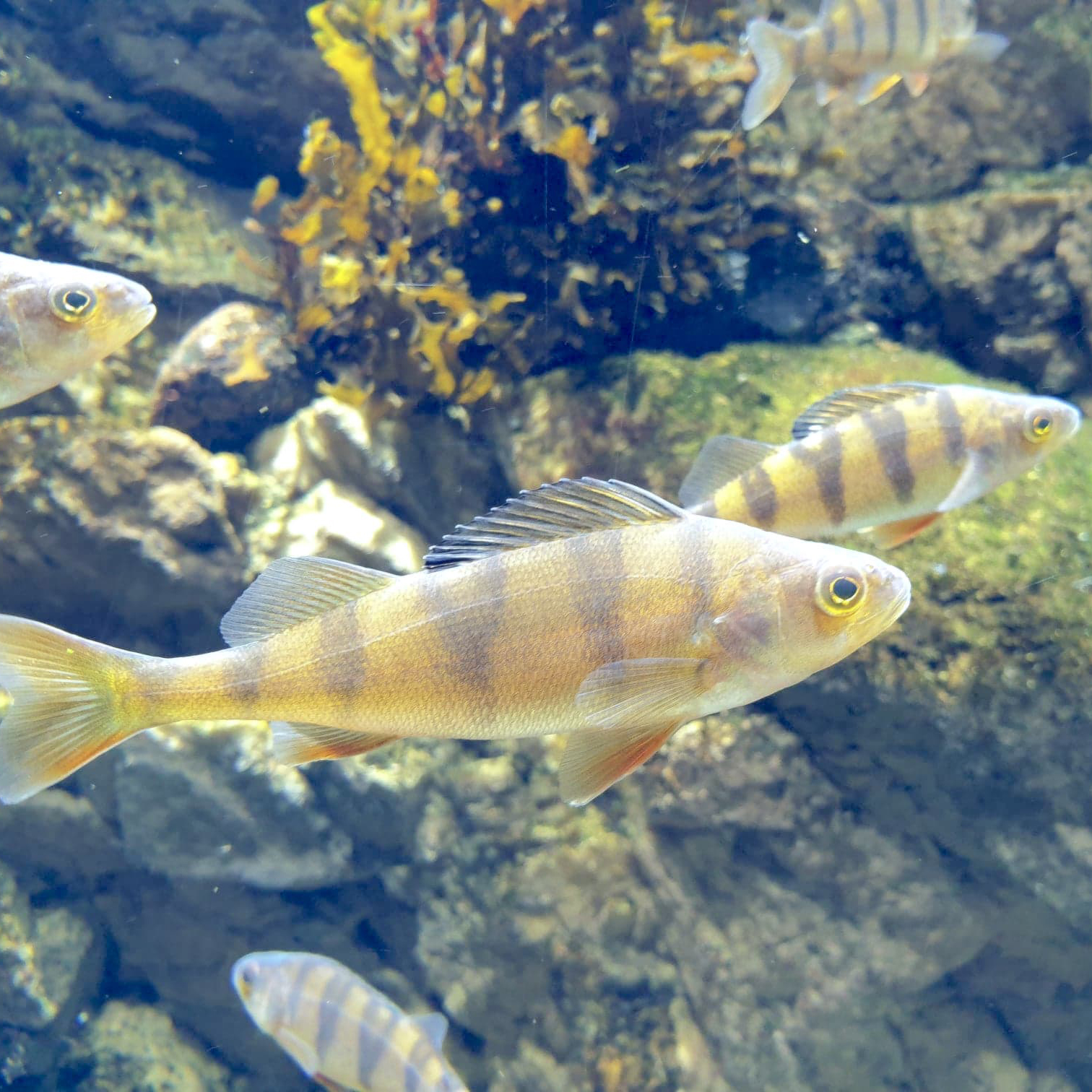 Simmande abborrar i olika storlekar