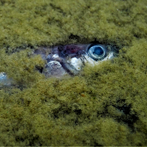 Vid algblomningar i Östersjön frigörs algtoxiner. Foto: Elin Dahlgren.