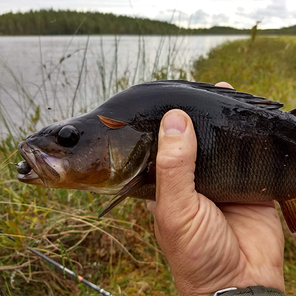 Hand som håller upp en mörkt färgad abborre