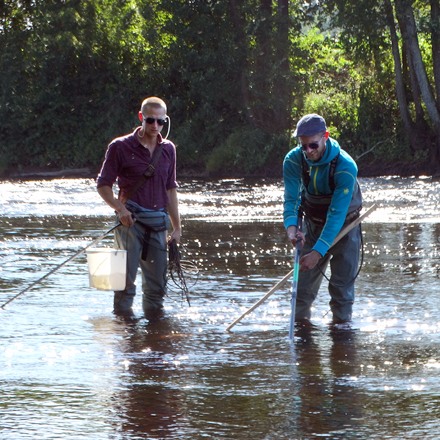 Elfiske i solglittrande vattendrag