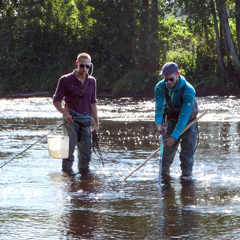 Elfiske i solglittrande vattendrag