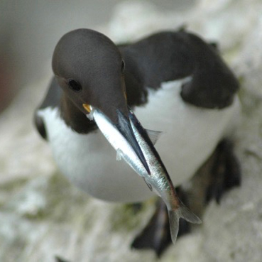 Sillgrissla med skarpsill i näbben sitter på en klippa