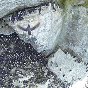 Sillgrisslor på klipphylla