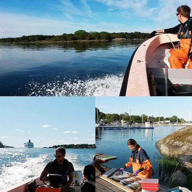 Bildkollage med personer som fiskar i skärgårdsmiljö