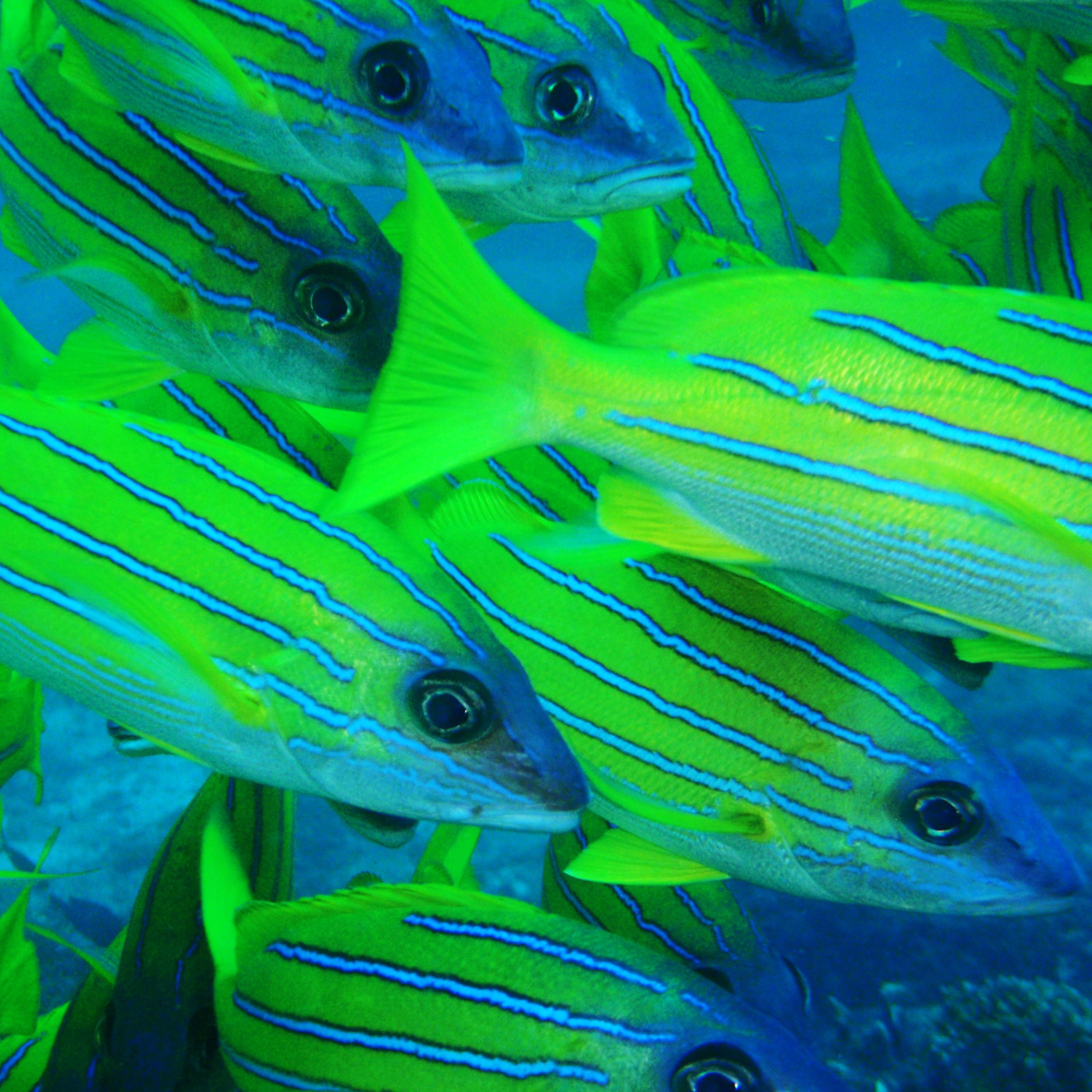 Lutjanus kasmira swimming on reef