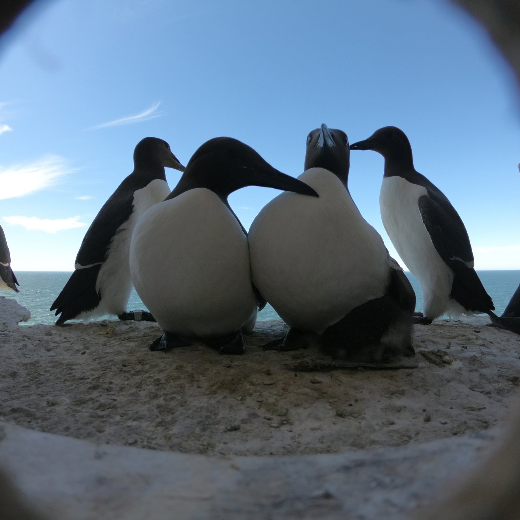 Sillgrisslor på klipphylla