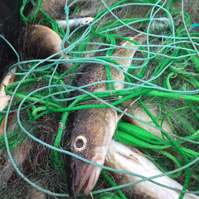 Torsk fångad i nät