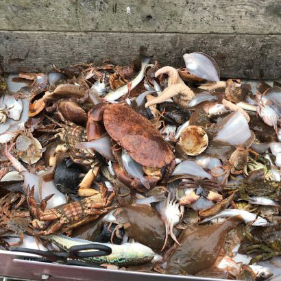 Trålfångst från provfiske utanför Värö bruk.