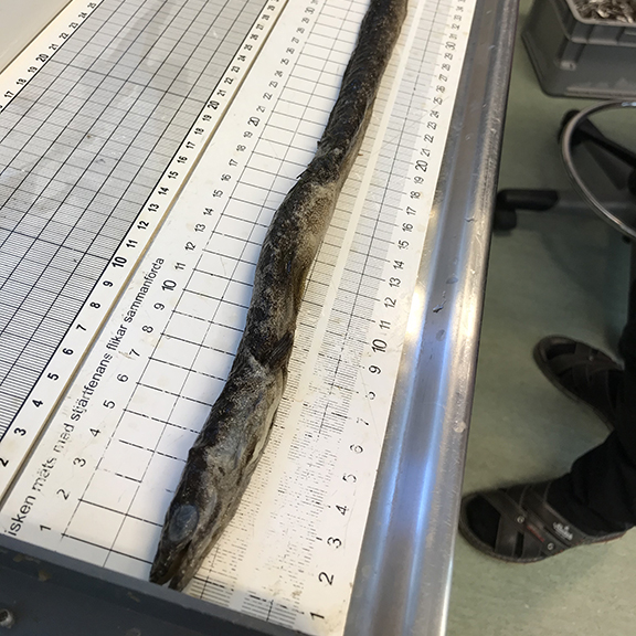 Död ål liggande på mätbräda