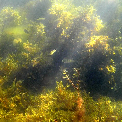 Undervattenbild av abborre
