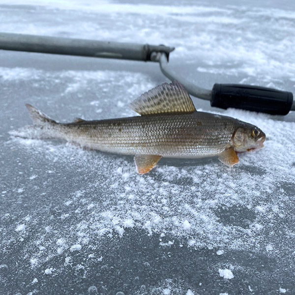 Harr som ligger på is