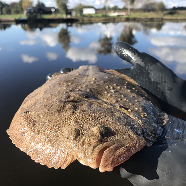 Hand som håller en plattfisk