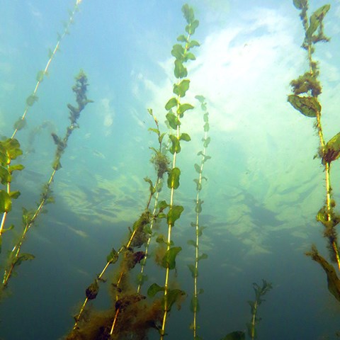 Tång under vatten