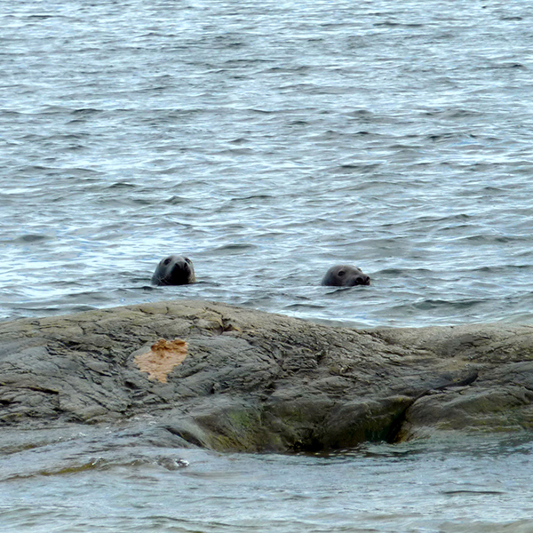 Två säluhvuden som syns övanför vattenyta