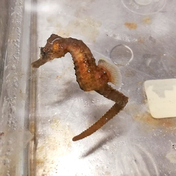 Sjöhäst i plastkar