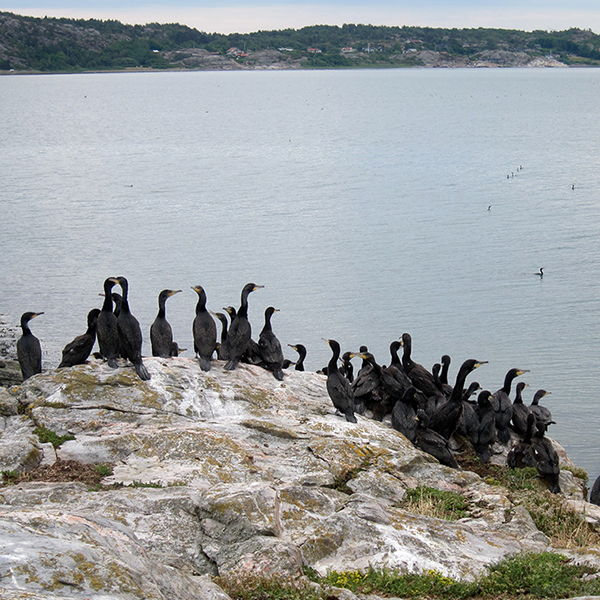 En grupp skarvar sitter på en klipphylla